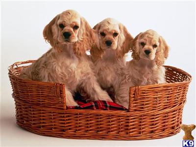 Cocker Spaniel Puppies for Sale