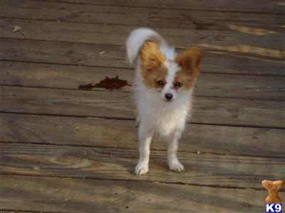Papillon Puppies for Sale