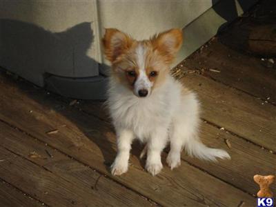 Papillon Puppies for Sale