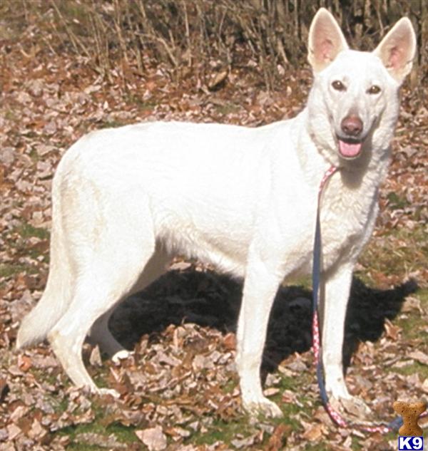 Dogs for Sale