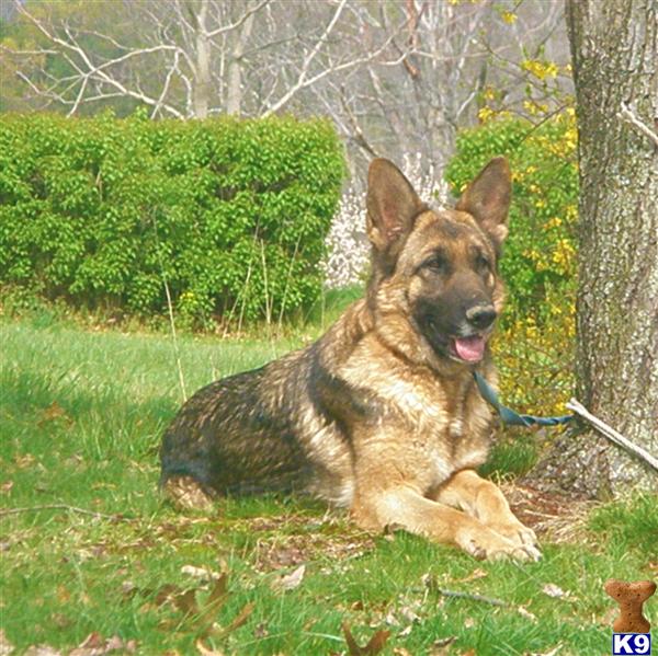 Dogs - German Shepherd