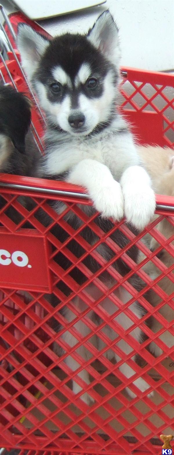 Siberian Husky Puppies