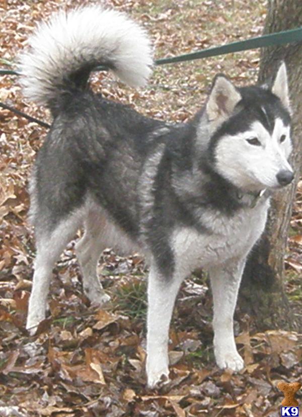 Dogs for Sale