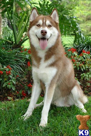 Dogs for Sale