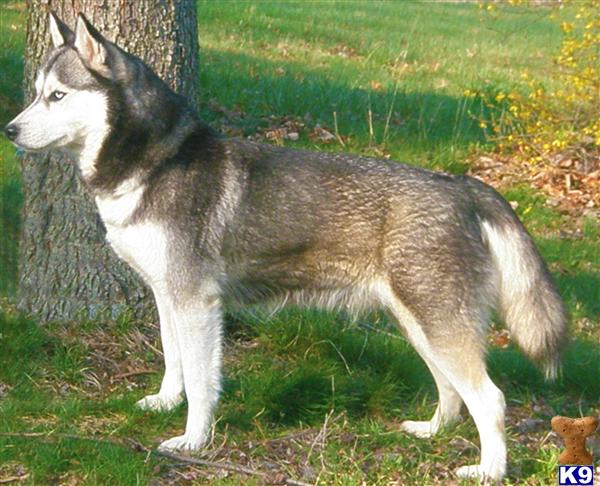 Dogs - Siberian Husky