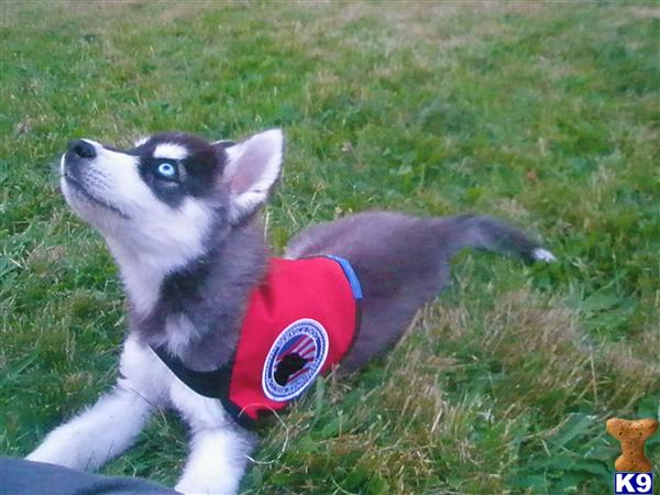 Siberian Husky Puppies in WV