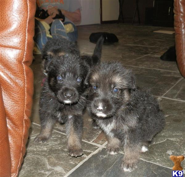 German Shepherd Puppies in FL