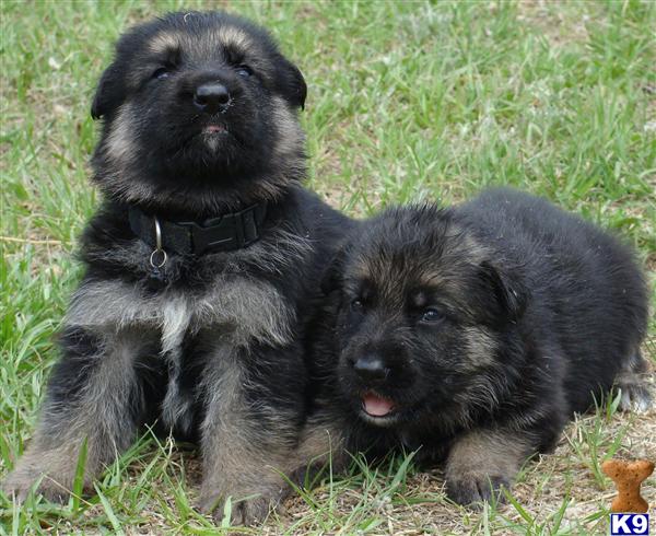 German Shepherd Puppies in FL