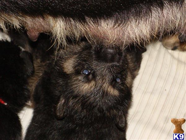 German Shepherd Puppies in FL