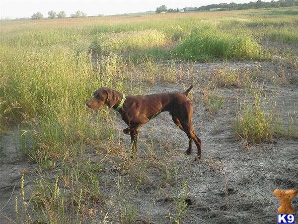 Stud Dogs - German Shorthaired Pointer
