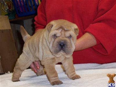 Chinese Shar-Pei Puppies for Sale
