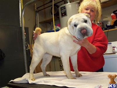 Dogs - Chinese Shar-Pei