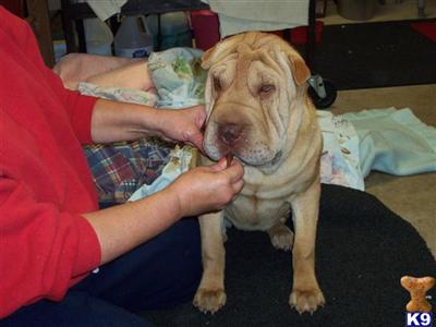 Dogs - Chinese Shar-Pei