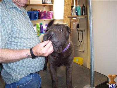 Chinese Shar-Pei Puppies for Sale