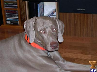 Stud Dogs - Weimaraner