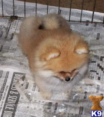 Pomeranian Puppies in FL