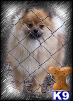 Pomeranian Puppies in FL