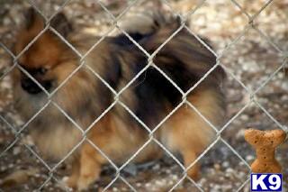 Dogs - Pomeranian