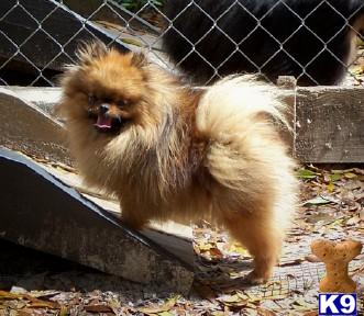 Dogs - Pomeranian
