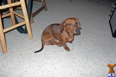 Stud Dogs - Dachshund