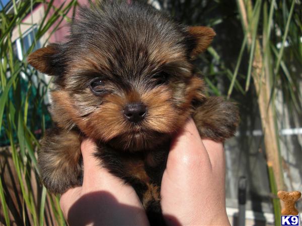 Puppies in Moreno valley