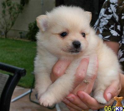 Pomeranian Puppies in FL