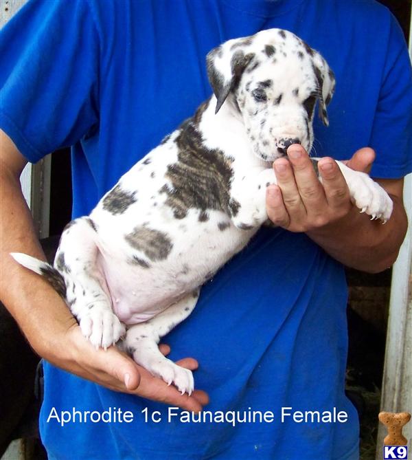 great dane puppies washington document moved great dane puppies washington document moved