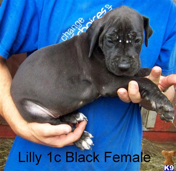 great dane puppies washington document moved great dane puppies washington document moved