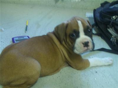 Puppies in Anchorage