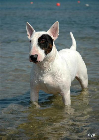 Stud Dogs - Bull Terrier