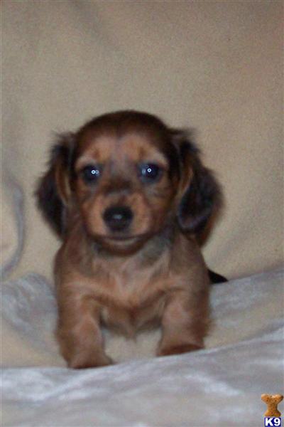 Dachshund Puppies in FL
