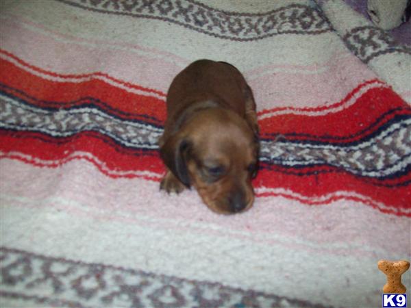 Puppies in Plant city