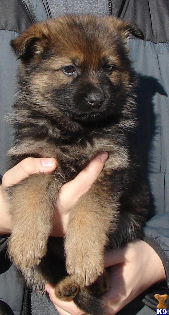 Puppies in MI