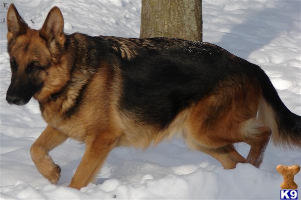 German Shepherd Puppies in MI