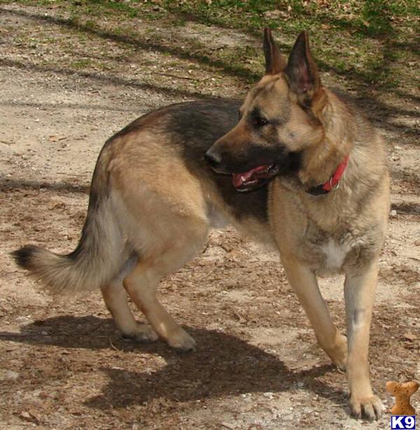 German Shepherd Puppies in MI