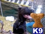 Dogs - Cane Corso