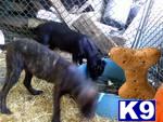 Dogs - Cane Corso