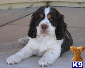 English Springer Spaniel Puppies for Sale