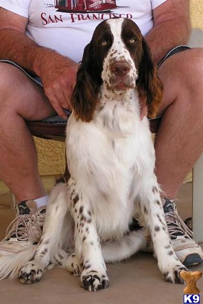 Stud Dogs - English Springer Spaniel