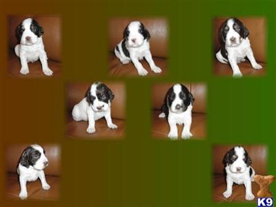 English Springer Spaniel Puppies for Sale