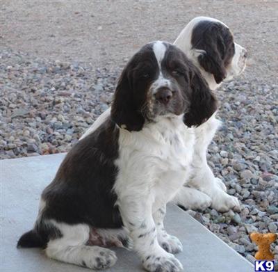 English Springer Spaniel Puppies for Sale