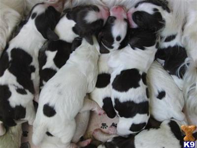 English Springer Spaniel Puppies for Sale