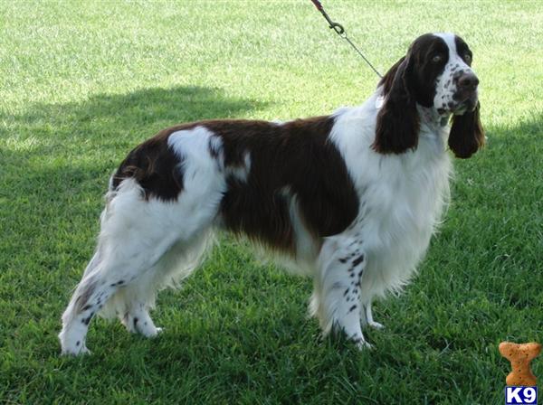 Stud Dogs - English Springer Spaniel