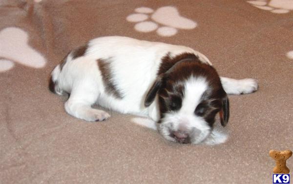 Puppies in Grants pass