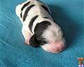 English Springer Spaniel