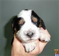 English Springer Spaniel