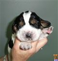 English Springer Spaniel