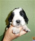 English Springer Spaniel