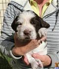 English Springer Spaniel