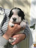 English Springer Spaniel